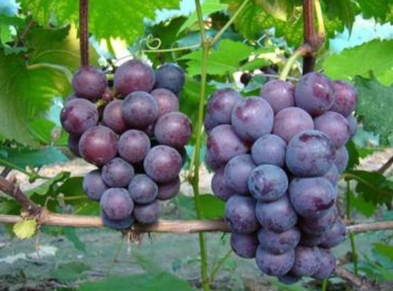 秋天要多吃这菜香软营养,秋天多吃这菜鲜嫩营养