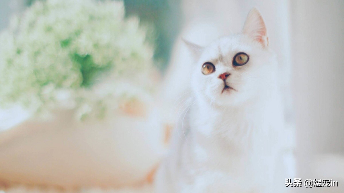 猫咪喝了脏水会怎么样,喝水多会导致猫咪拉稀吗