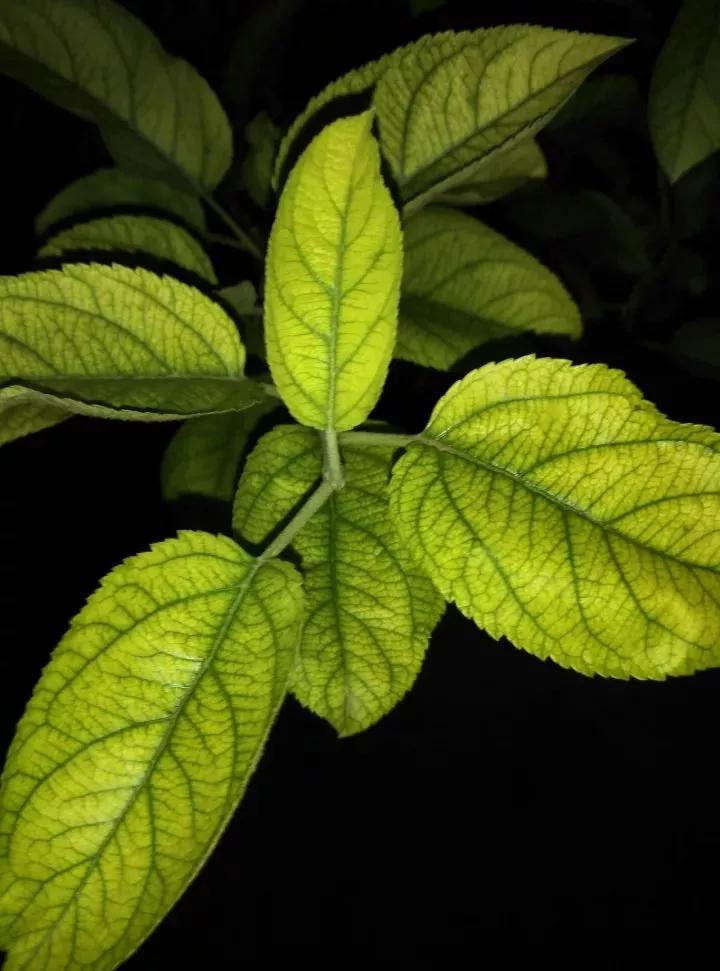 作物缺素口诀,作物营养缺素诊断与科学施肥