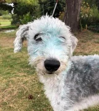 鐙楀瓙鎶婅嚜宸辩帺鎬ヤ簡,鐙楀瓙鎶婁富浜哄紕宕╂簝