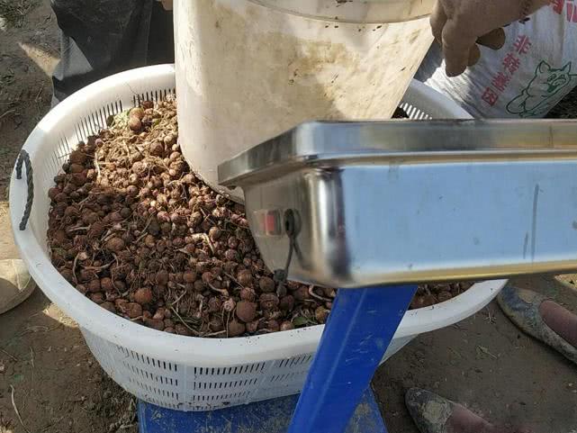 30年前2毛一斤，山上随便挖，如今1斤直逼50元，靠种植才够用