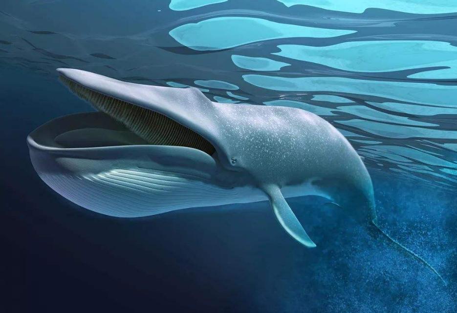 熊猫的外形和习性有趣之处,熊猫的特点和样子和习惯