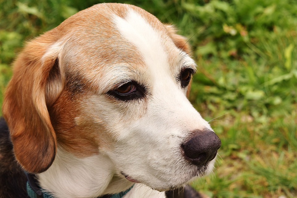 now狗粮适合泰迪吗,now狗粮怎么样好不好