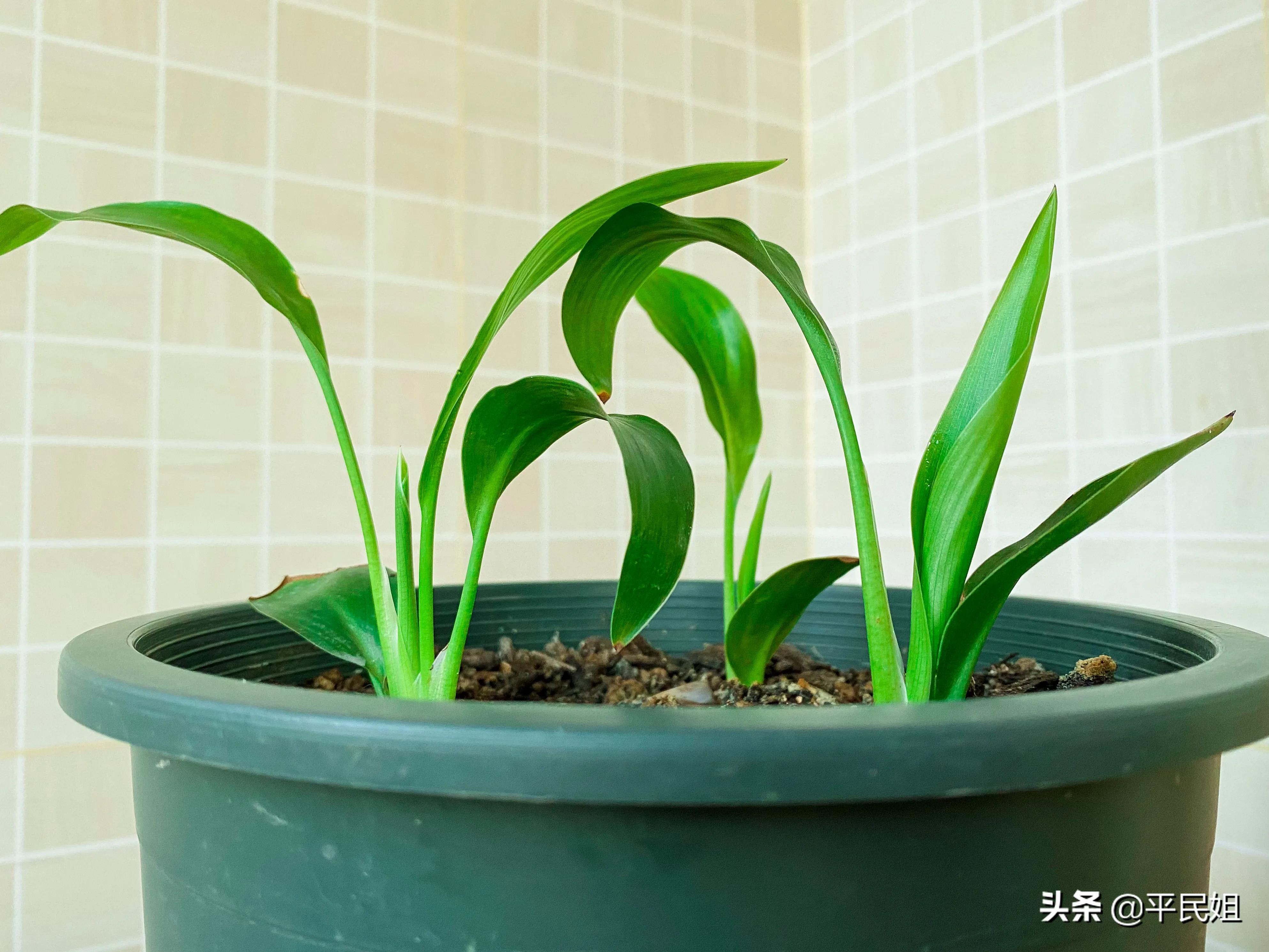 鹤望兰移栽几天才看出是否成活,鹤望兰一棵小苗没有根能养活吗