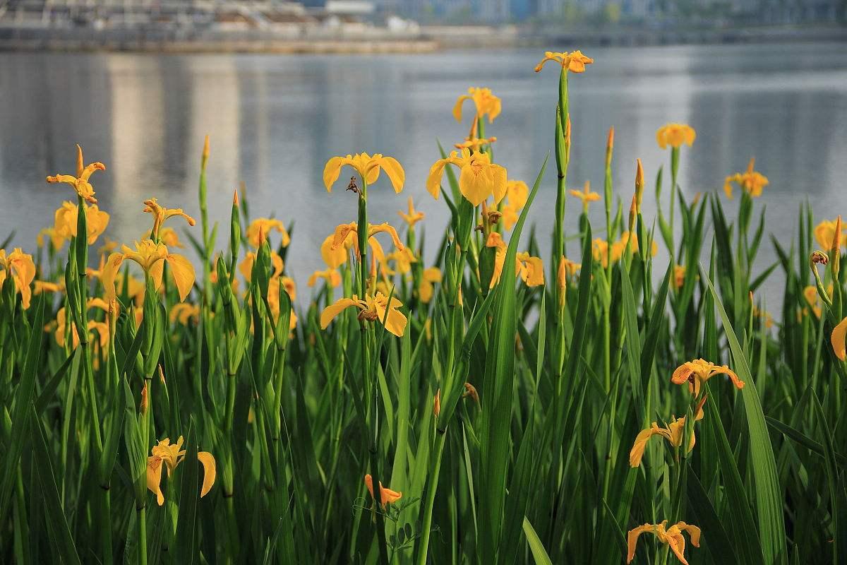 狗肝、大龟……春秋战国的权贵们爱吃哪些魔幻美食？