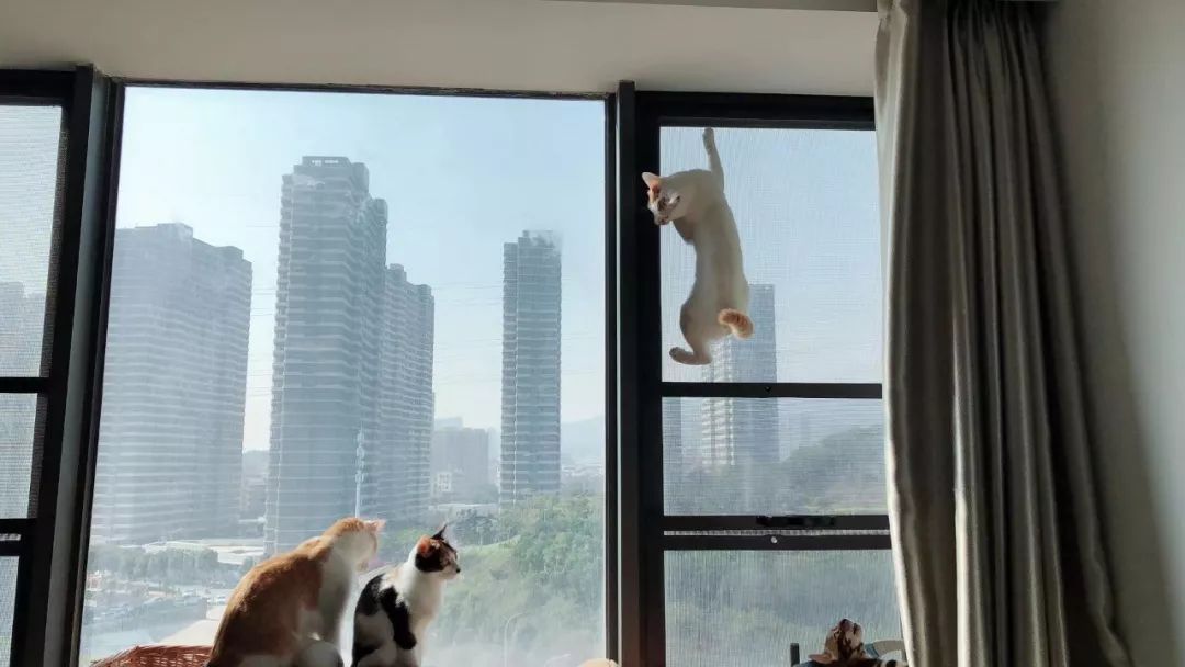 铲屎官旅游小猫咪开门,铲屎官出门猫咪躲床下