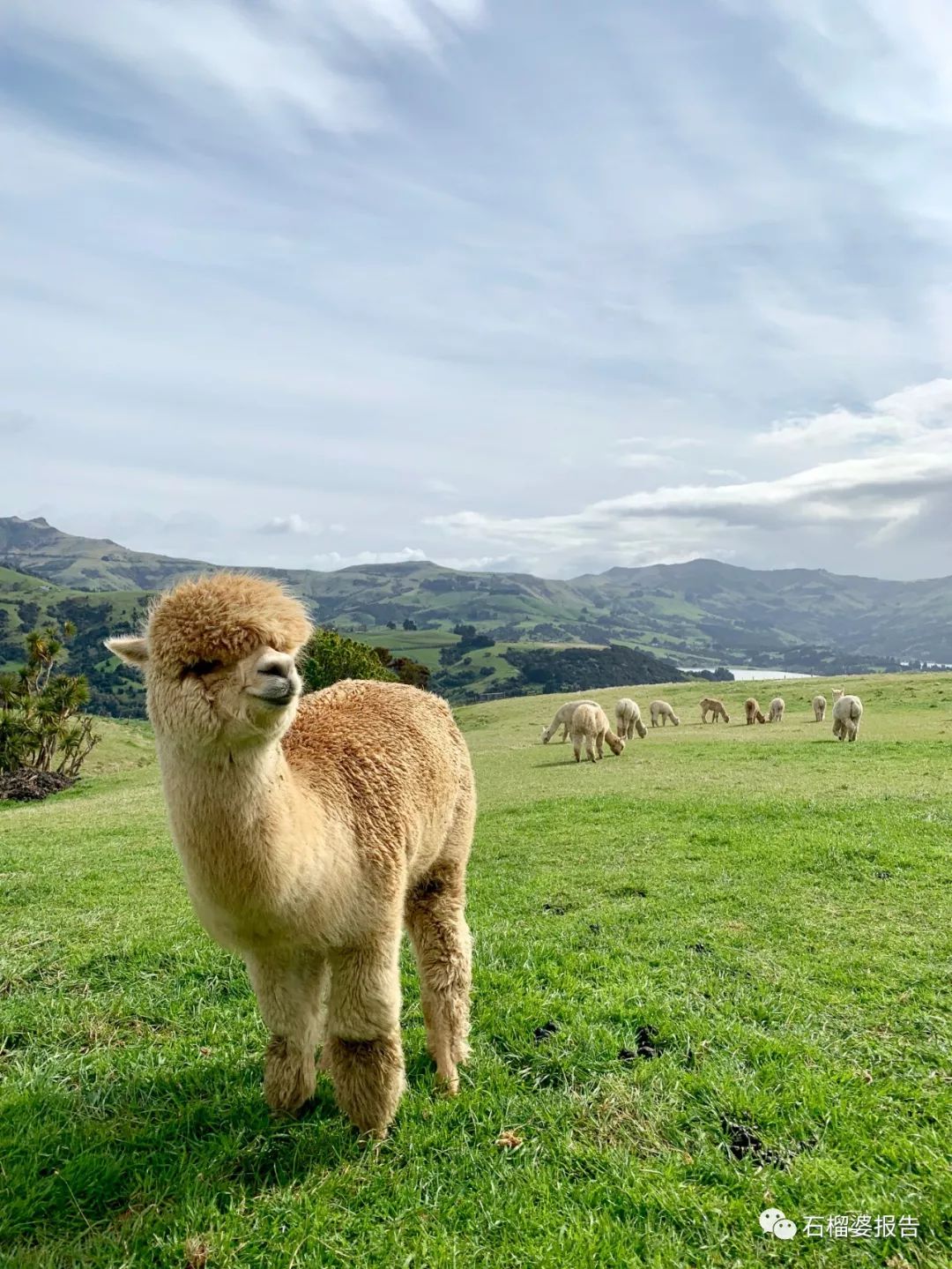 旅行7天,新西兰霍比特人村游记