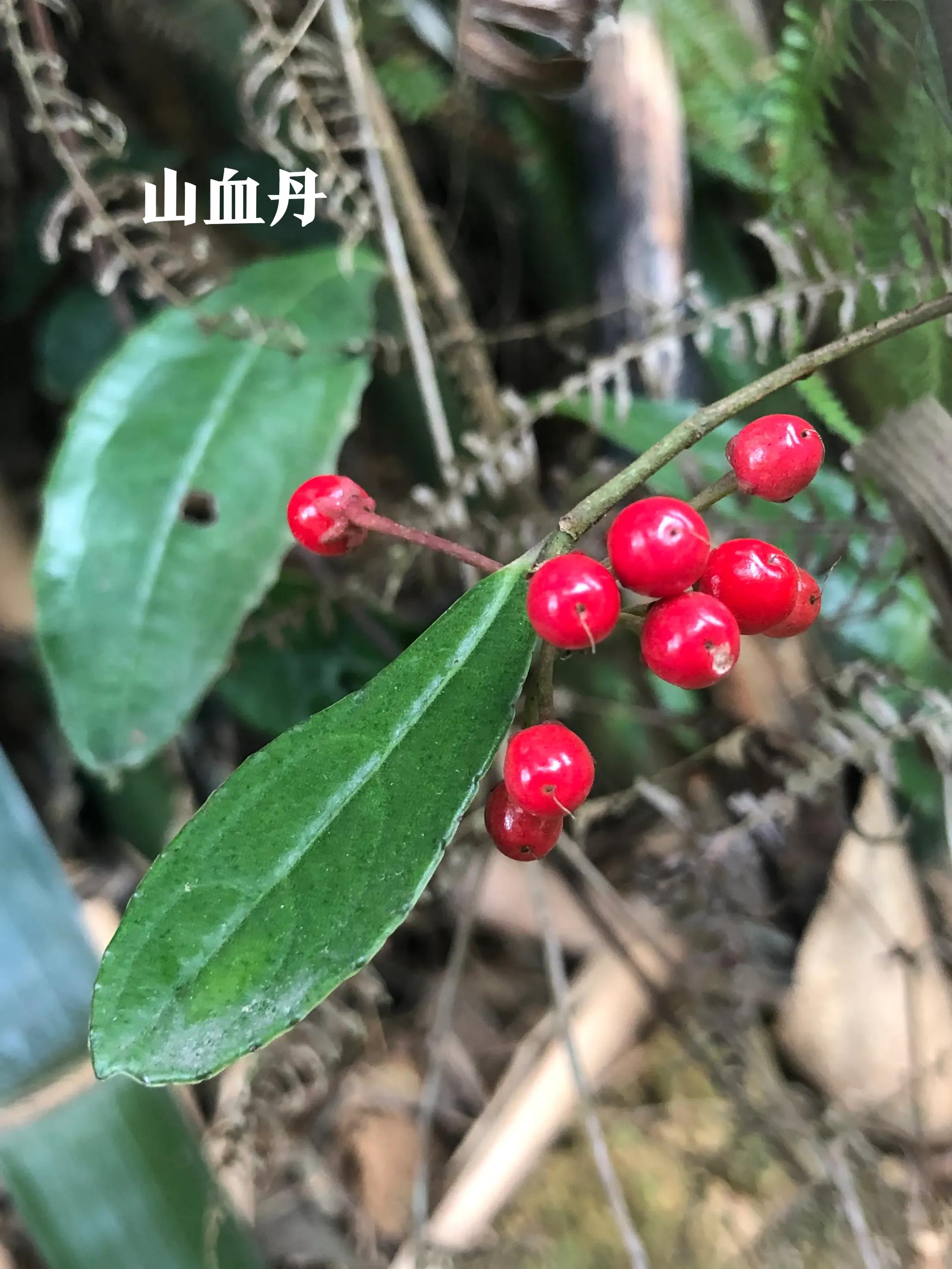 娣卞北鑰佹灄閲庤彍妞嶇墿,鍘诲璁垮北闂寸殑閲庣敓鏈崏妞嶇墿