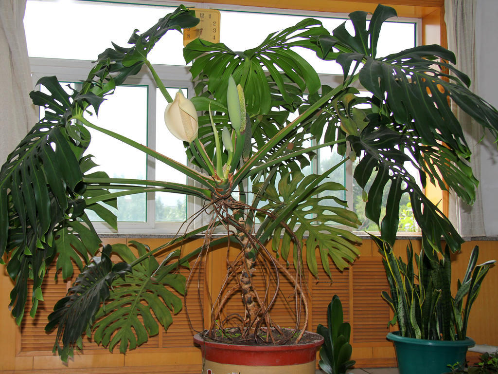 龟背竹黄叶子怎么办视频,龟背竹发黄怎么补救