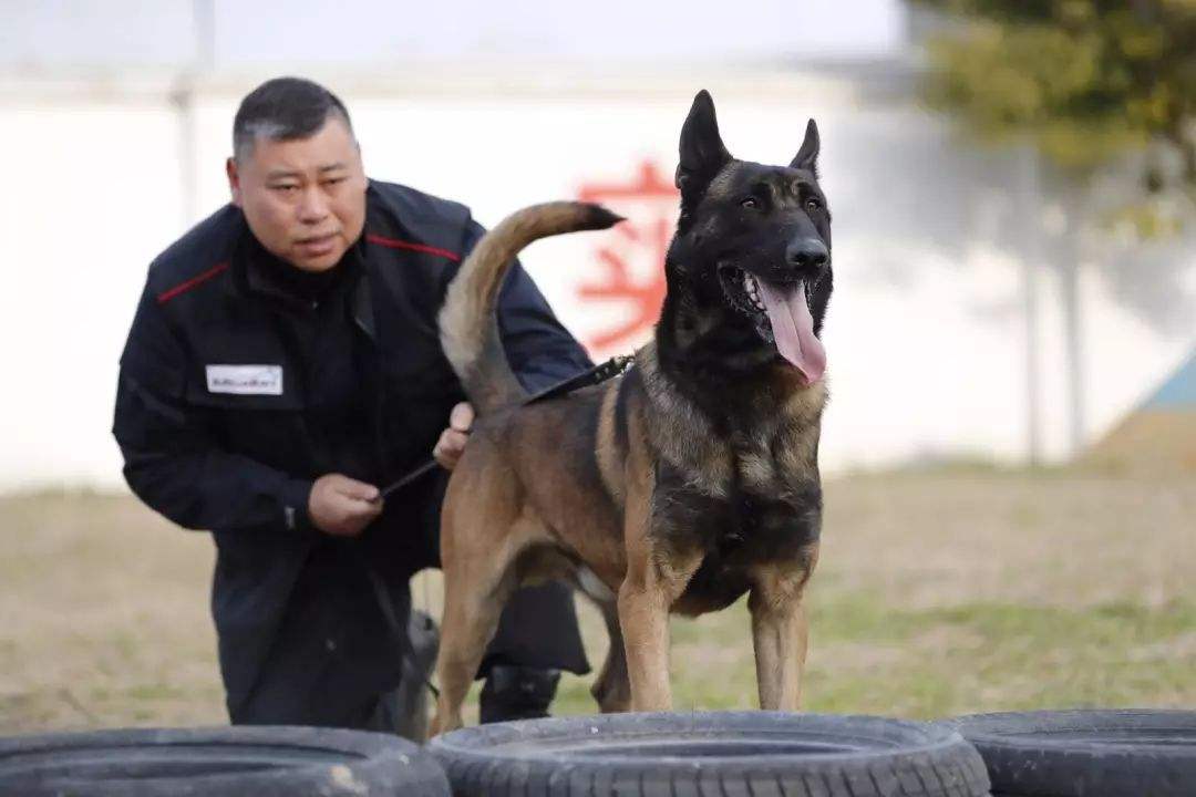 为什么马犬要比德牧要好？6个原因告诉你