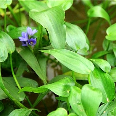 高效氟吡甲禾灵除草剂防治什么草,防治葎草的除草剂
