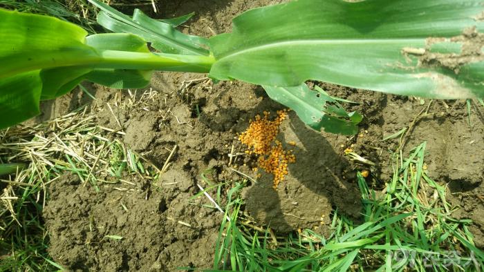 河南适合种植高产玉米,玉米高产高效种植技术