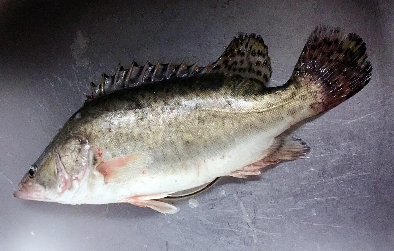 鱼怎么区别草鱼鲫鱼鲤鱼,怎样分辨草鱼和鲤鱼