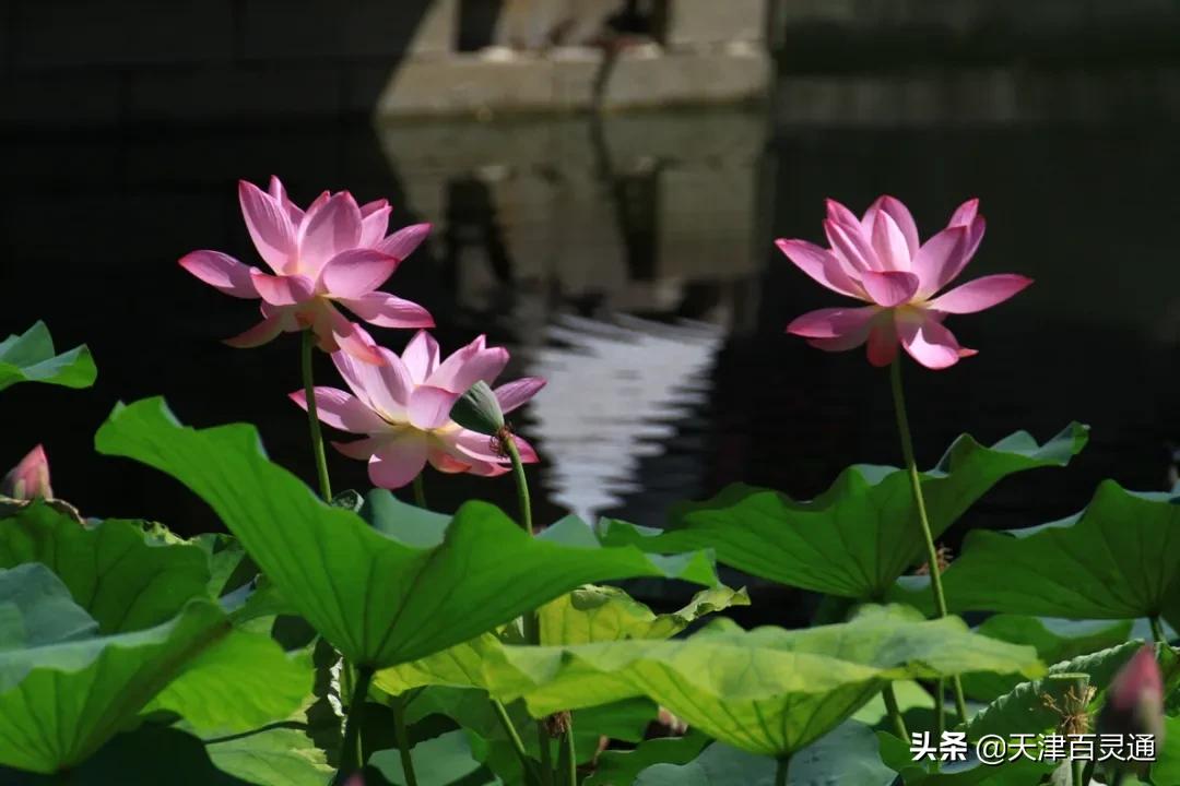 天津去哪里拍荷花最佳,天津荷花观赏地点