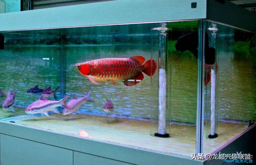 龙鱼受惊后关灯静养还是开灯,龙鱼刚到家应该开灯还是关灯静养