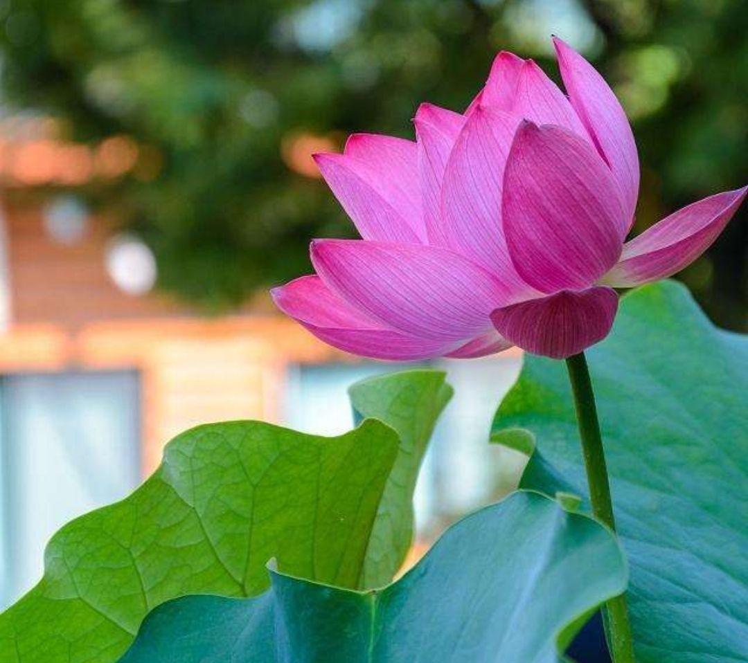 水芙蓉是不是荷花的名称,水芙蓉和荷花的关系