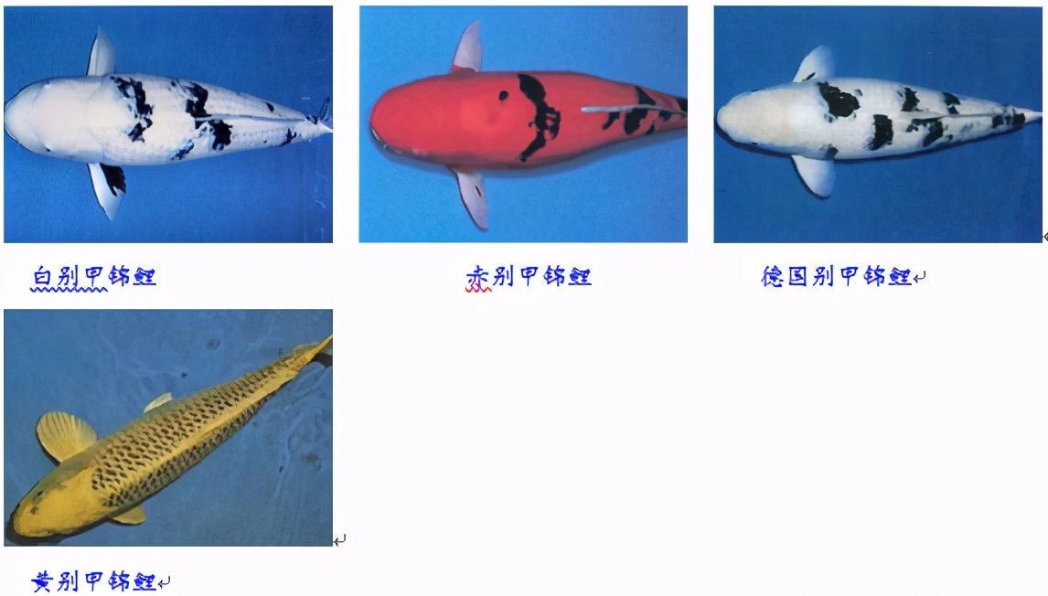 锦鲤鱼趴缸怎么解决,锦鲤鱼鳞溃烂最简单的解决办法