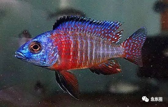 三湖慈鲷马鲷孔雀珍珠系能长多大,三湖慈鲷之孔雀