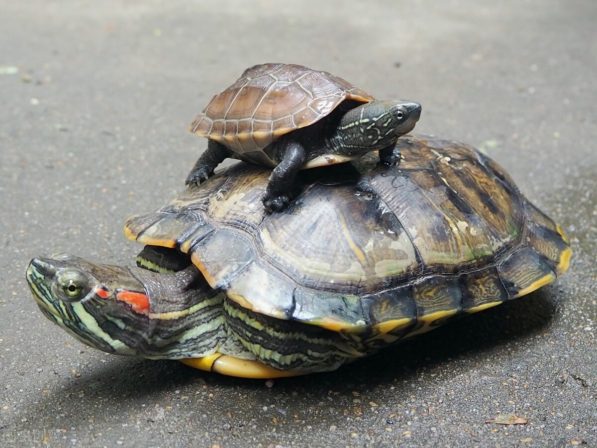 养乌龟新手入门养什么龟比较好,养乌龟新手应该买什么样的龟