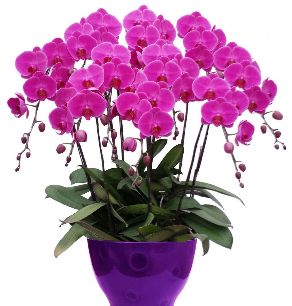 蝴蝶兰的叶子发软怎么回事,蝴蝶兰叶片发软了怎么处理