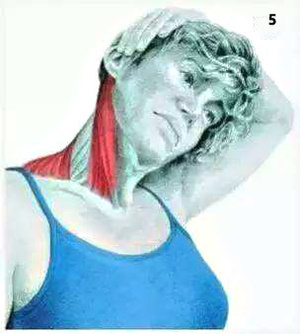 简易有效的拉筋动作,身体各部位拉筋的方法