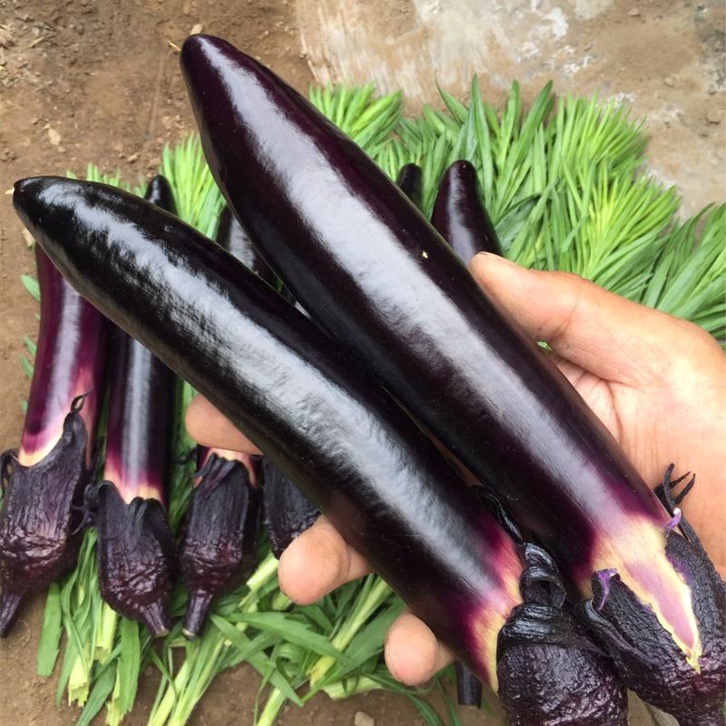 耐寒耐高温高产茄子,在西北种植抗病强茄子品种有哪些