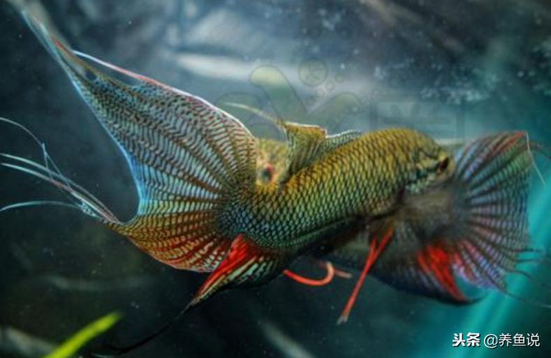 观赏鱼全部种类名字 (观赏鱼品种科普)