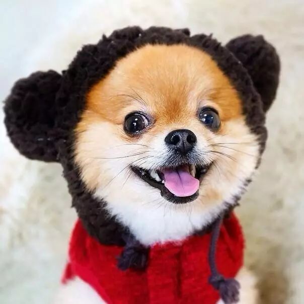 狗狗绝育后真的会变得乖吗,九岁的狗狗还有绝育必要么