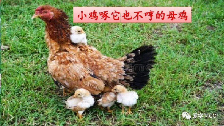 四年级下册语文母鸡课文重点讲解,四年级下册语文14课母鸡重点知识