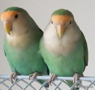 动物萌宠鹦鹉怎么养活的,如何训练不是手养的牡丹鹦鹉