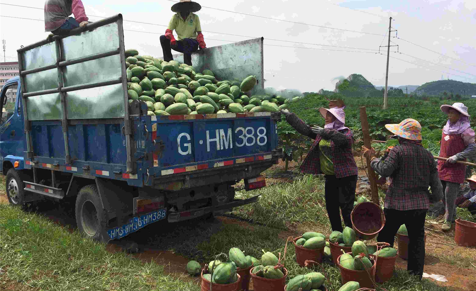 帮助老百姓返乡创业项目,助力农村家庭创业致富项目