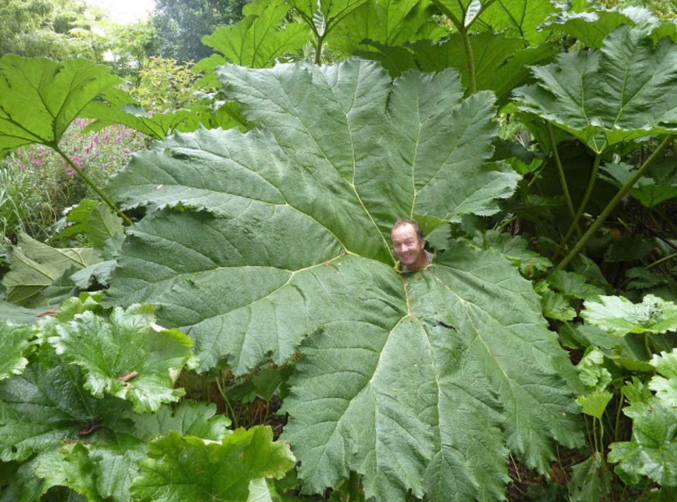 30张活久见的巨物照片,23张令人窒息的照片太像了