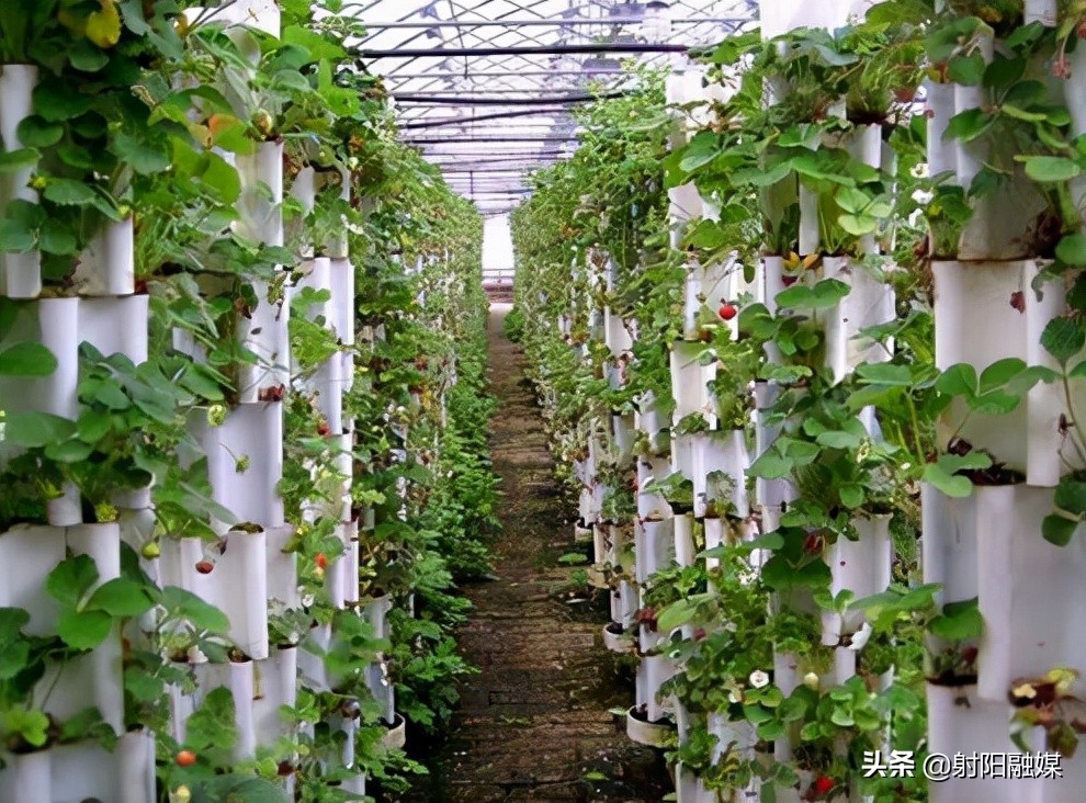 全市唯一！射阳的这个村不简单，再次入选“国字号”名单