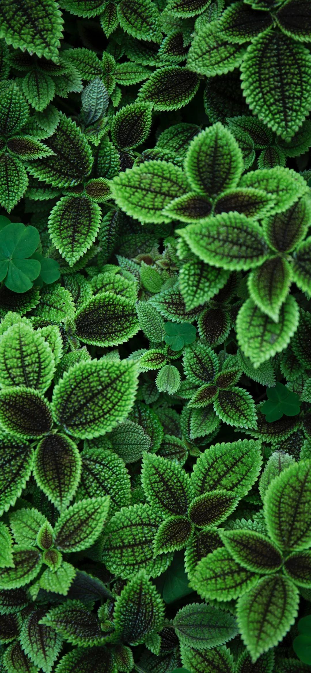 文艺素雅治愈植物手机壁纸,唯美治愈系手机壁纸植物