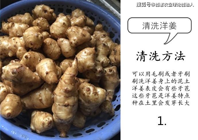 盆栽洋姜的方法,家庭种洋姜的正确方法