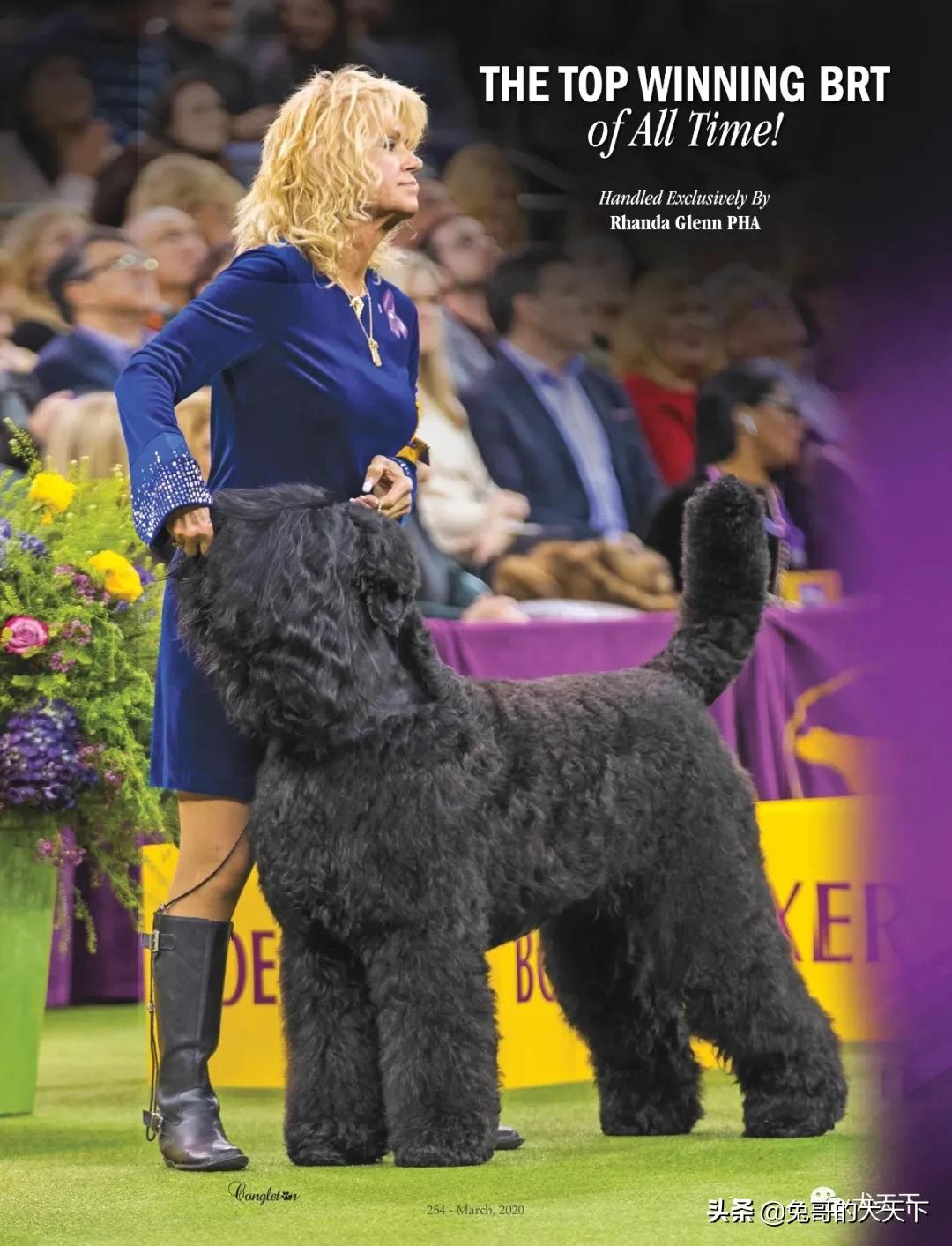 akc柴犬,2022年美国akc犬展冠军