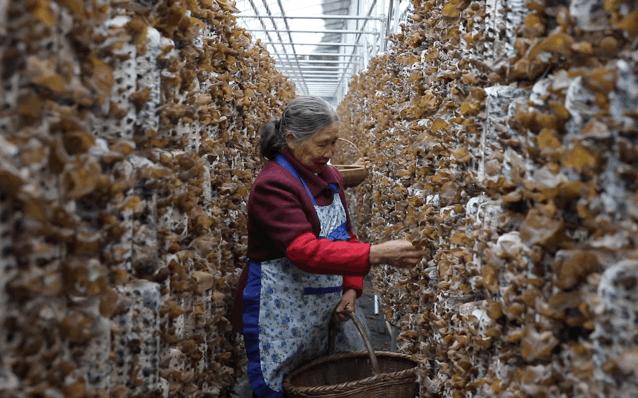 柞水黑木耳东方甄选,柞水黑木耳