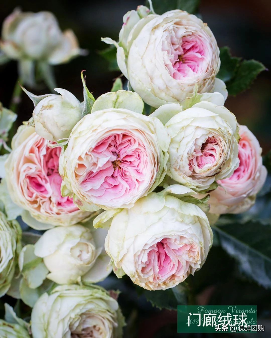 月季哪些品种大花又香,月季哪些品种花期长耐阴耐寒耐旱