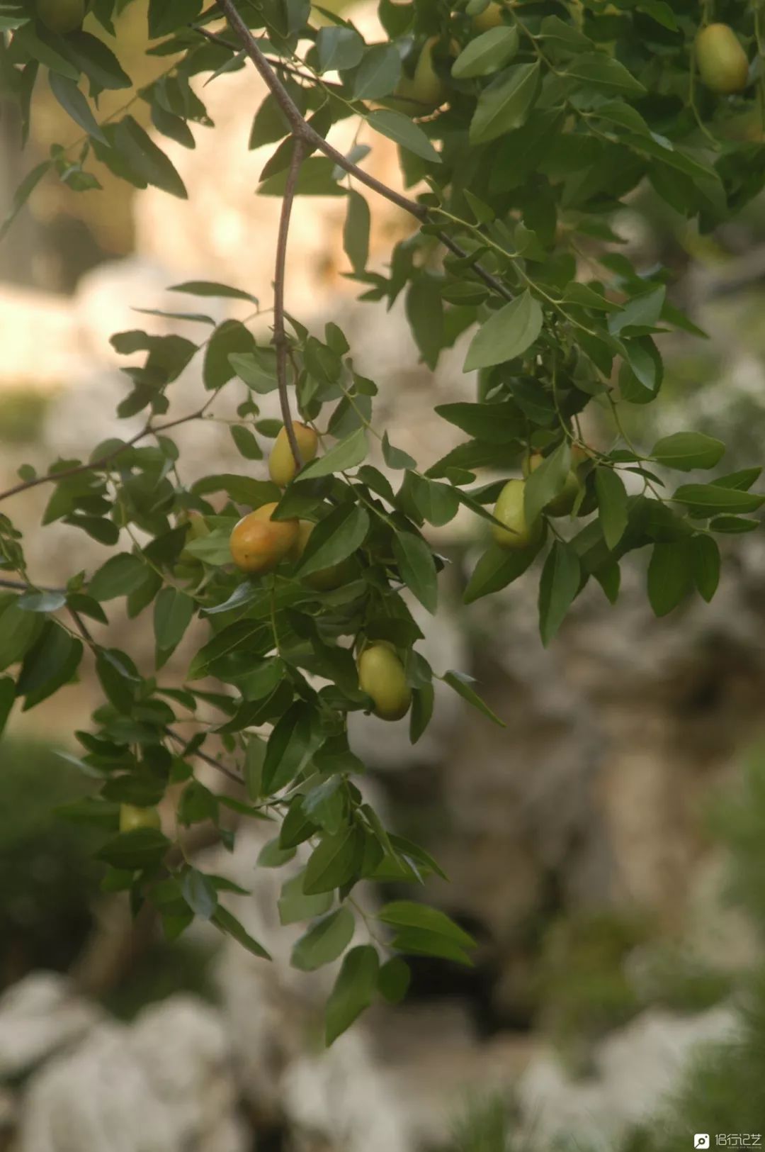 大叔花700万建的花园别墅,太湖石苏州