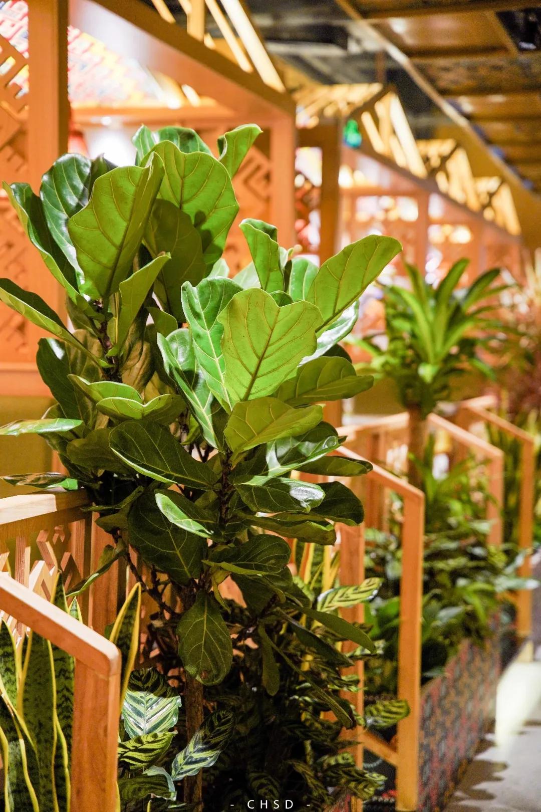 椰椰椰！这家人气椰子鸡专门店，光是汤底就喝饱了