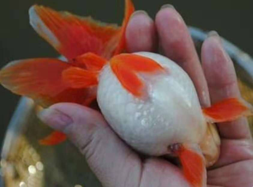 小金鱼怎么养才会生卵,家养的小金鱼会繁殖吗