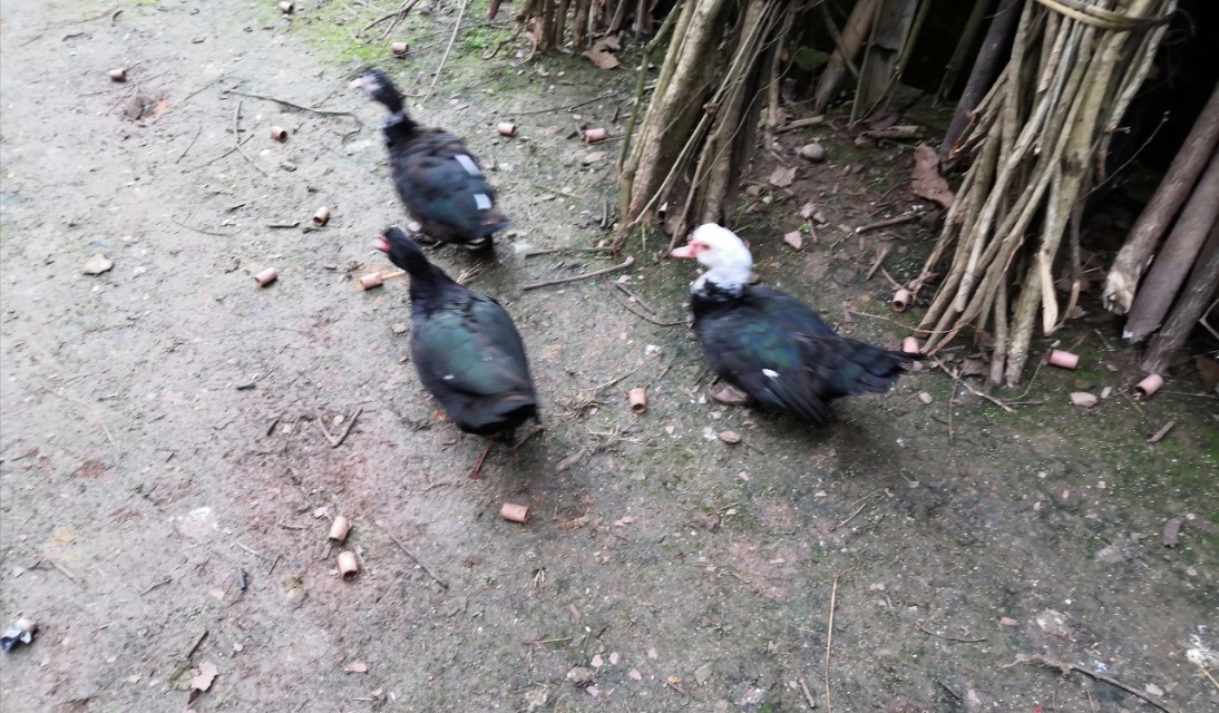 那只逮老鼠的猫老被绳子拴着