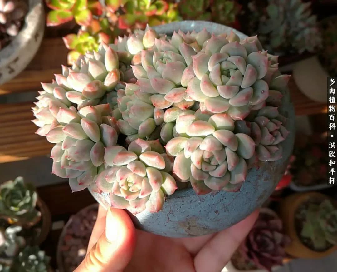 多肉的四季轮回,四季轮回多肉