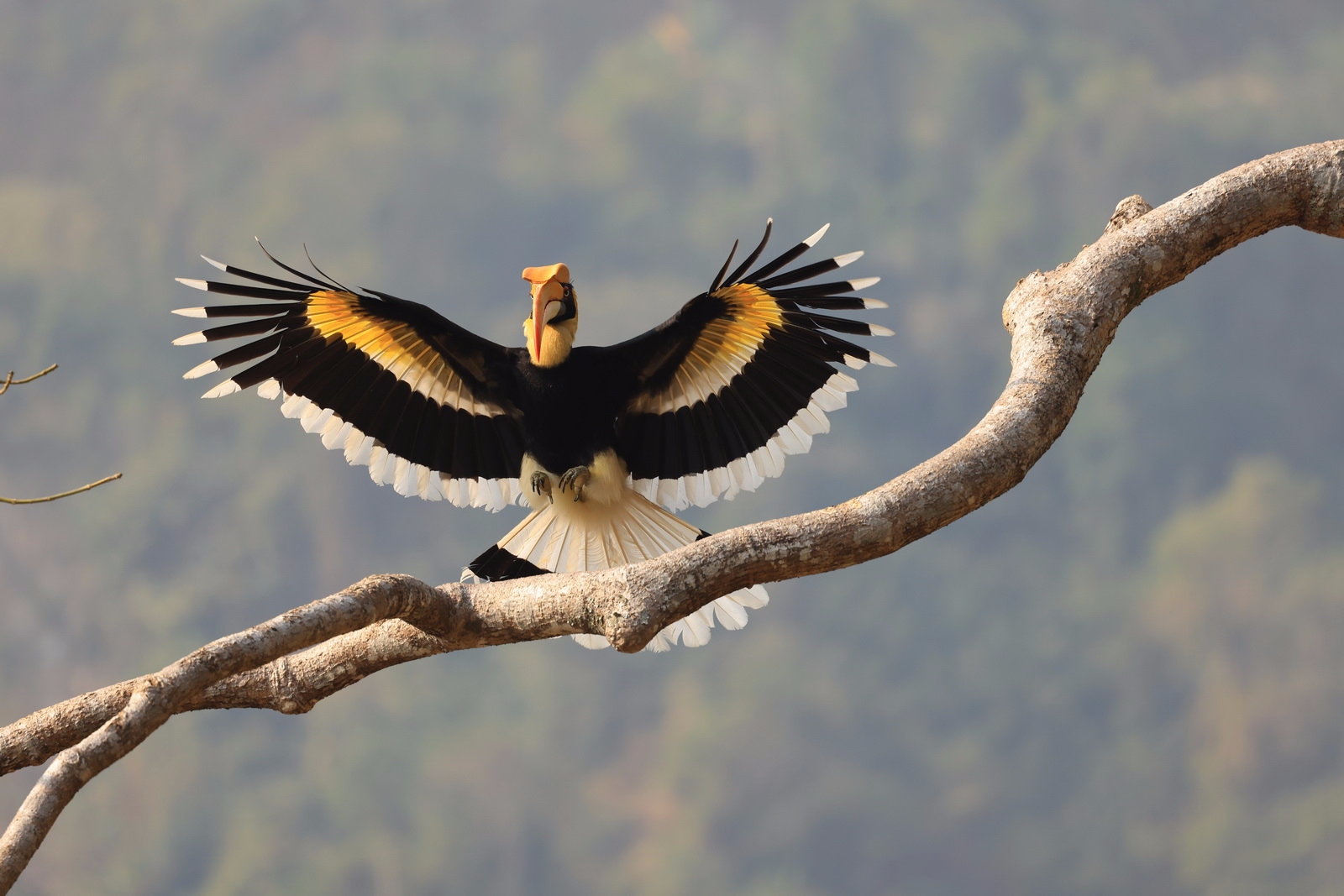 eosr5拍鸟体验,eosr5摄影与视频拍摄技巧大全