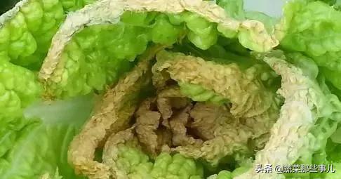 大白菜容易烂是怎么回事,娃娃菜干烧心的防治措施