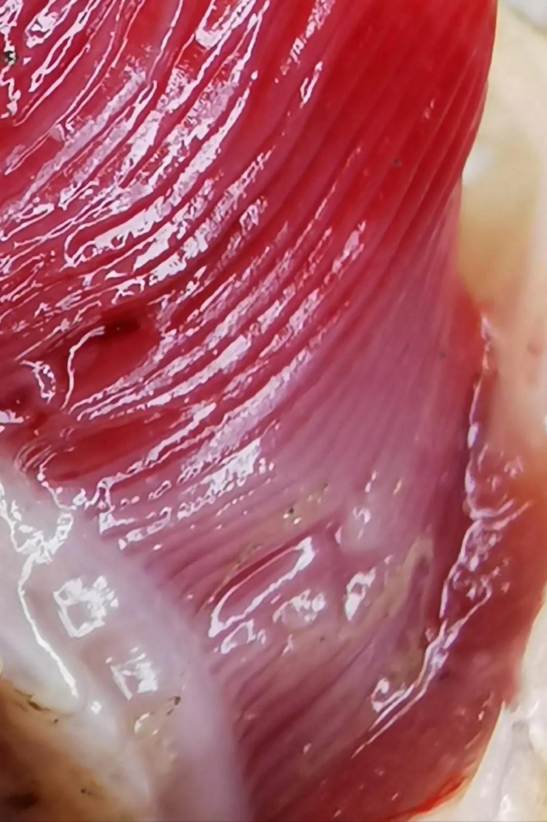 为什么鱼病久治不好,鱼病了怎么治疗最好