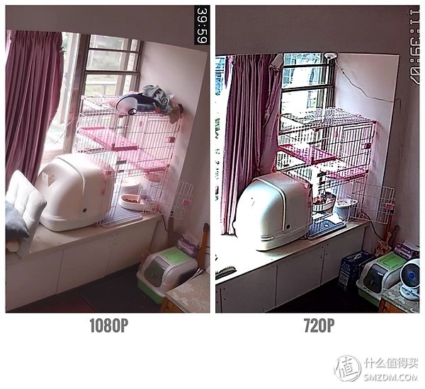 白天不在家猫喂食怎么办,白天不在家猫怎么养