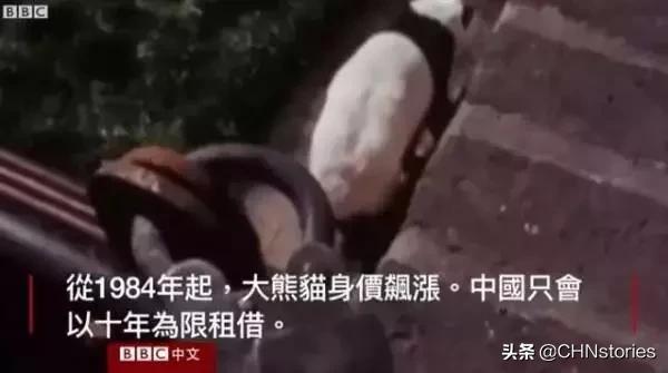 熊猫贝贝回国后的生活,和平大使熊猫