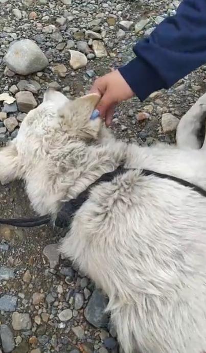 流浪狗干扰足球比赛,流浪狗误入运动会