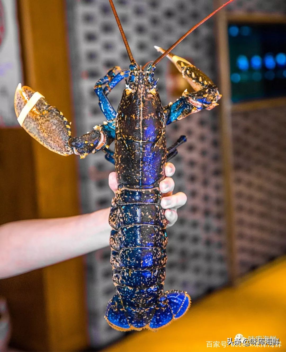 你见过大龙虾吗,你见过像铁球一样的鱼吗